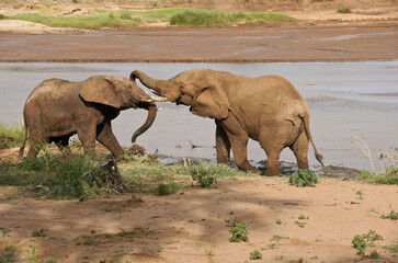 Young male elephants play-fighting by Ewaso (Uaso) Nyiro River, Samburu Game Reserve, Kenya