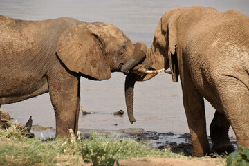 Fototapeta na wymiar Young male elephants playing by Ewaso (Uaso) Nyiro River, Samburu Game Reserve, Kenya
