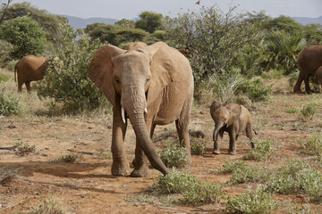 Fototapeta premium African elephants, Samburu Game Reserve, Kenya