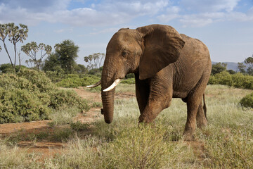 Bull elephant and doum palms, Samburu Game Reserve, Kenya