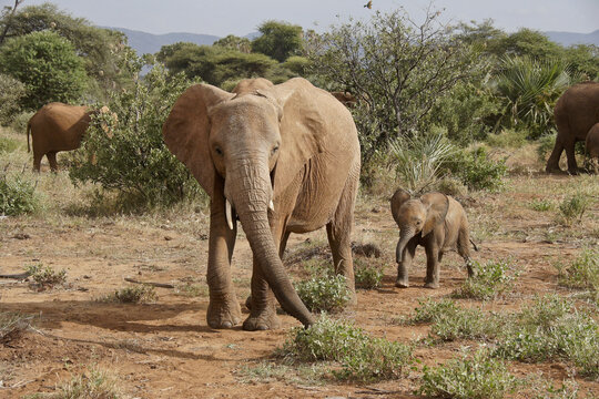 African elephants, Samburu Game Reserve, Kenya