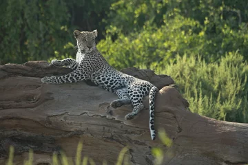  Alert luipaard liggend op dode boom, Samburu Game Reserve, Kenia © Michele Burgess