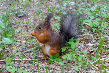 Naklejka na ściany i meble Fluffy red squirrel sits in a forest glade and gnaws a nut