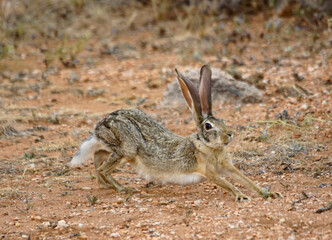 African hare (Cape hare) stretching, Samburu Game Reserve, Kenya