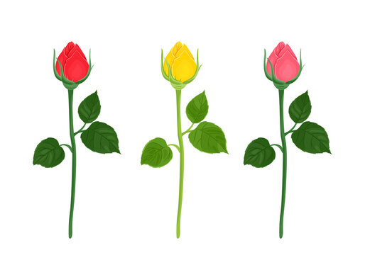 Vector rose buds. Unopened red, yellow and pink flower with green stems and leaves isolated on a white background. Floral illustration in cartoon flat style.