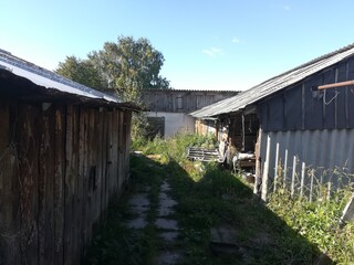 Fototapeta premium dav