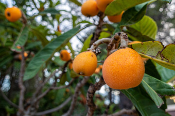 Close-up of a group of medlars on a tree. 