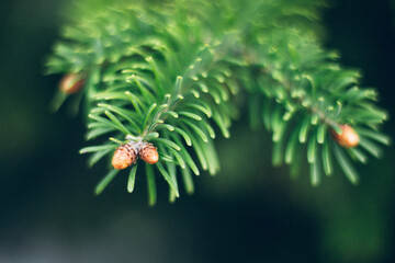 Naklejka na ściany i meble pine tree leaf detail with blur background