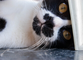 Gato domestico blanco y negro, relajado en casa