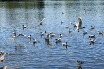 birds on the pond, a flock of birds