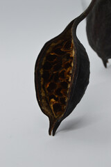 Fruto de semilla de árbol