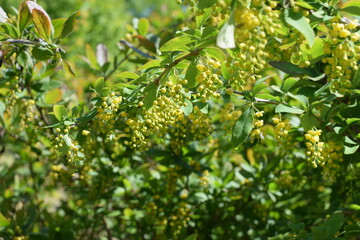 green leaves background