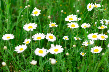 Meadow with blooming chamomile . Herbal medicine . Daisy flowers and green grass