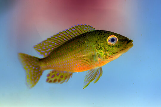 Malawi cichlids. Fish of the genus Cynotilapia
