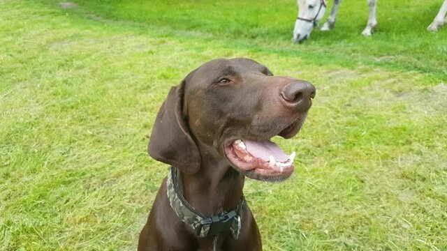 Muzzle of a close-up of a brown German shorthaired pointer against a background of a green meadow and a grazing white horse