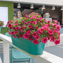 Red petunia in green pots decorates the veranda of the house. Garden decoration