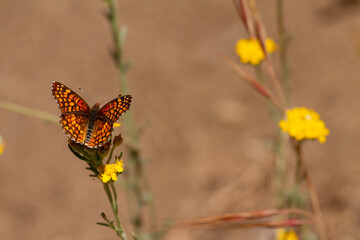Orange butterfly feeding on yellow flowers