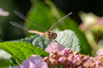 A gorgeous dragonfly sitting on a  hydrangea