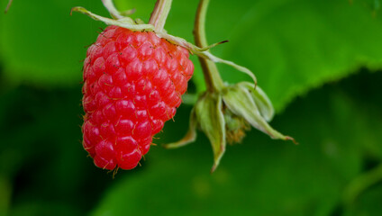 One ripe raspberry berry in the forest thickets.