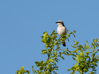 Neuntöter (Lanius collurio) auf der Spitze eines Laubbaumens