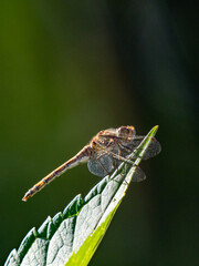 A gorgeous dragonfly sitting on a  hydrangea