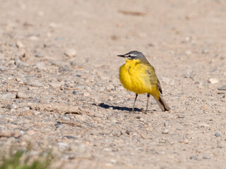 Schafstelze (Motacilla flava) auf einem Weg