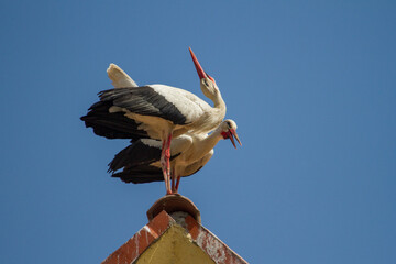 Pair of storks