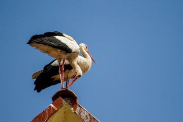 Pair of storks