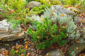 Alpine slide with plants and stones for home decoration