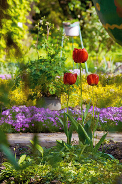red tulips in the garden postcard. blooming flowers on a sunny day in spring. beautiful nature background. celebration concept