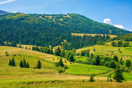 rural fields in mountainous countryside. trees on the grassy hills. summer landscape on a bright sunny day