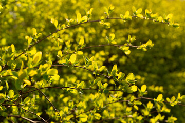 Obraz premium Young leaves of Spirea in contrast rays
