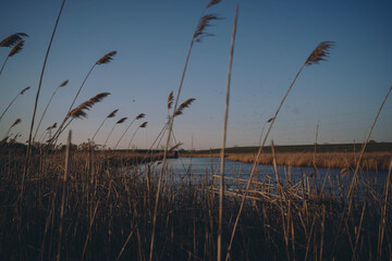 reeds at the beach