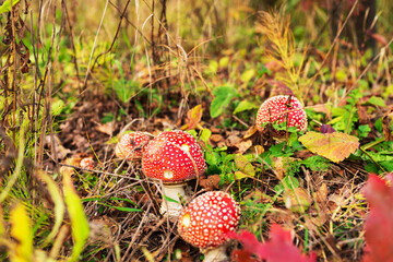 Beautiful autumn landscape with amanita family in the forest