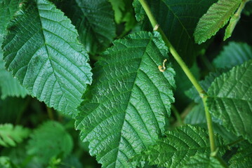 Some landscapes in beautiful skåne Sweden!