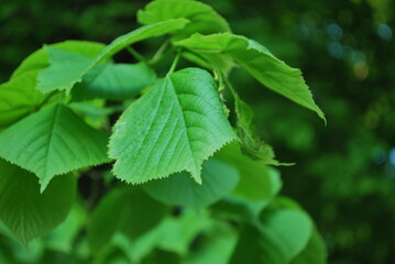 Some landscapes in beautiful skåne Sweden!