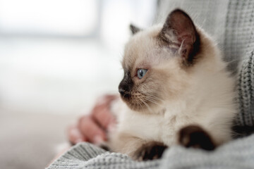 Ragdoll kitten in the hands of owner