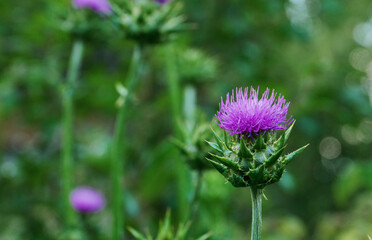 Blooming plant of milk thistle on a background of green plants. Milk thistle in vegetable garden. Purple flower.