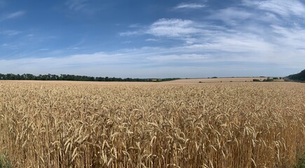 Naklejka premium Wheat field under blue sky. Golden sunset in wide meadow. Ukraine.