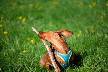 A young smooth dachshund plays in the spring grass.
