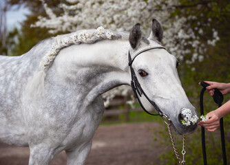 Portrait of beautiful grey Orlov trotter with braided mane against the background of flowering trees. The horse in a black bridle with rhinestones sniffs flowers beautifully bending the neck