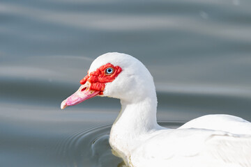 Muscovy duck ( Carina moschata ) in early spring morning in Ramat Gan park. Israel.