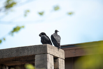 Black Vulture