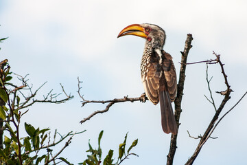 Male Southern yellow-billed Hornbill Tockus leucomelas in Kruger National Park, Mpumalanga, South Africa