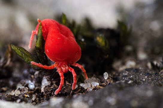 Red Velvet Mite 