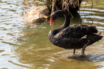 Black swan ( Cygnus atratus ) in early spring morning on the lake in Ramat Gan park. Israel.