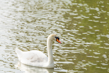 Mute swan ( Cygnus olor ) in early spring morning on the lake in Ramat Gan park. Israel.