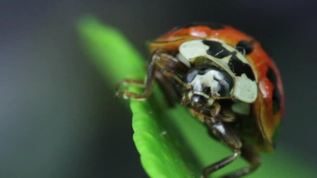 lady bug insect