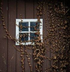 .Old vintage window and withered ivy