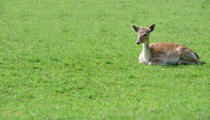 A young doe (dama dama) sits outdoors on a green meadow in springtime